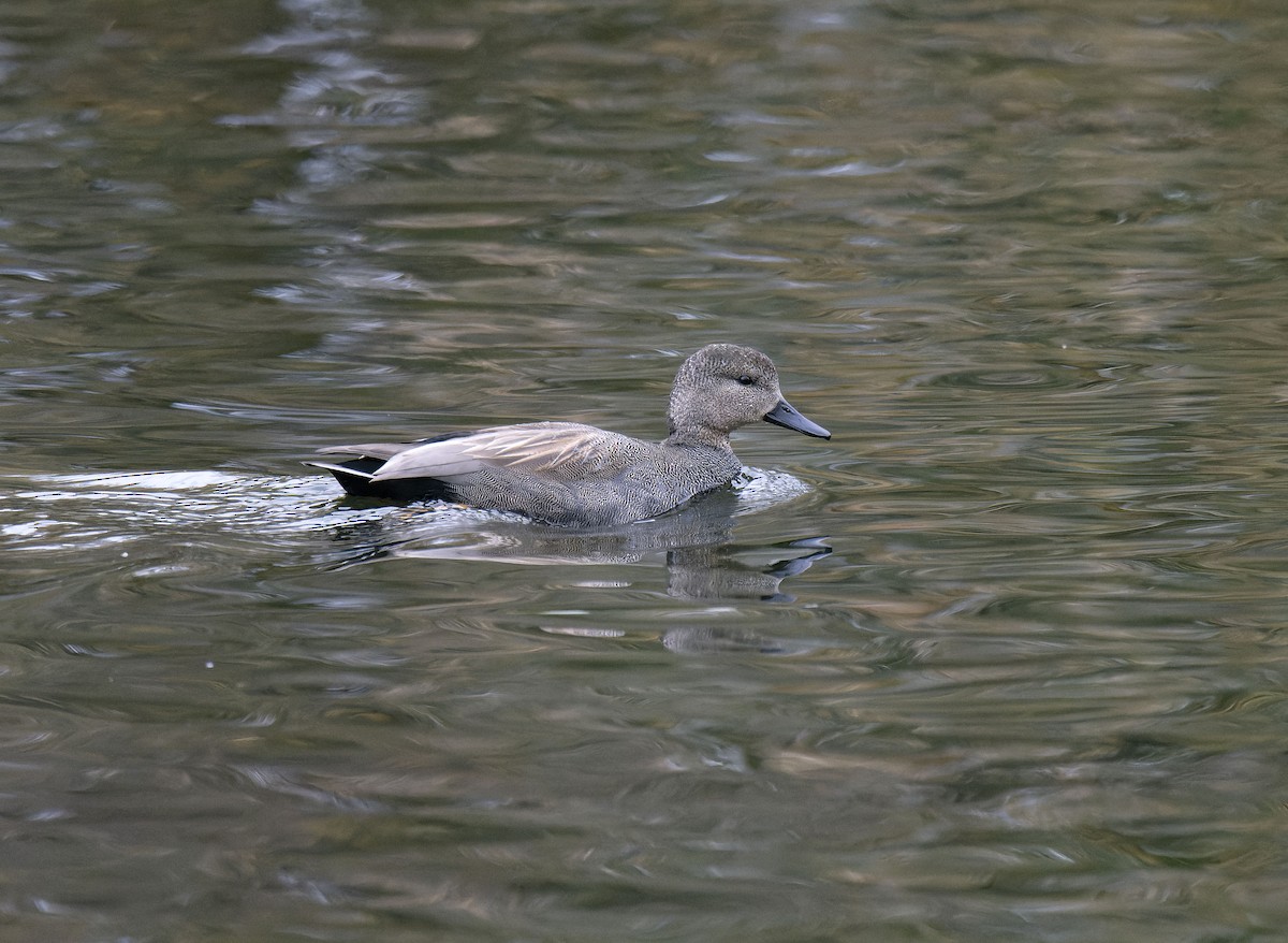 Ipar-ahatea - ML646799423