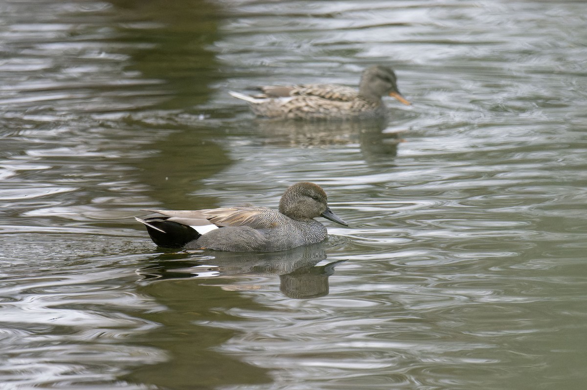 Ipar-ahatea - ML646799424