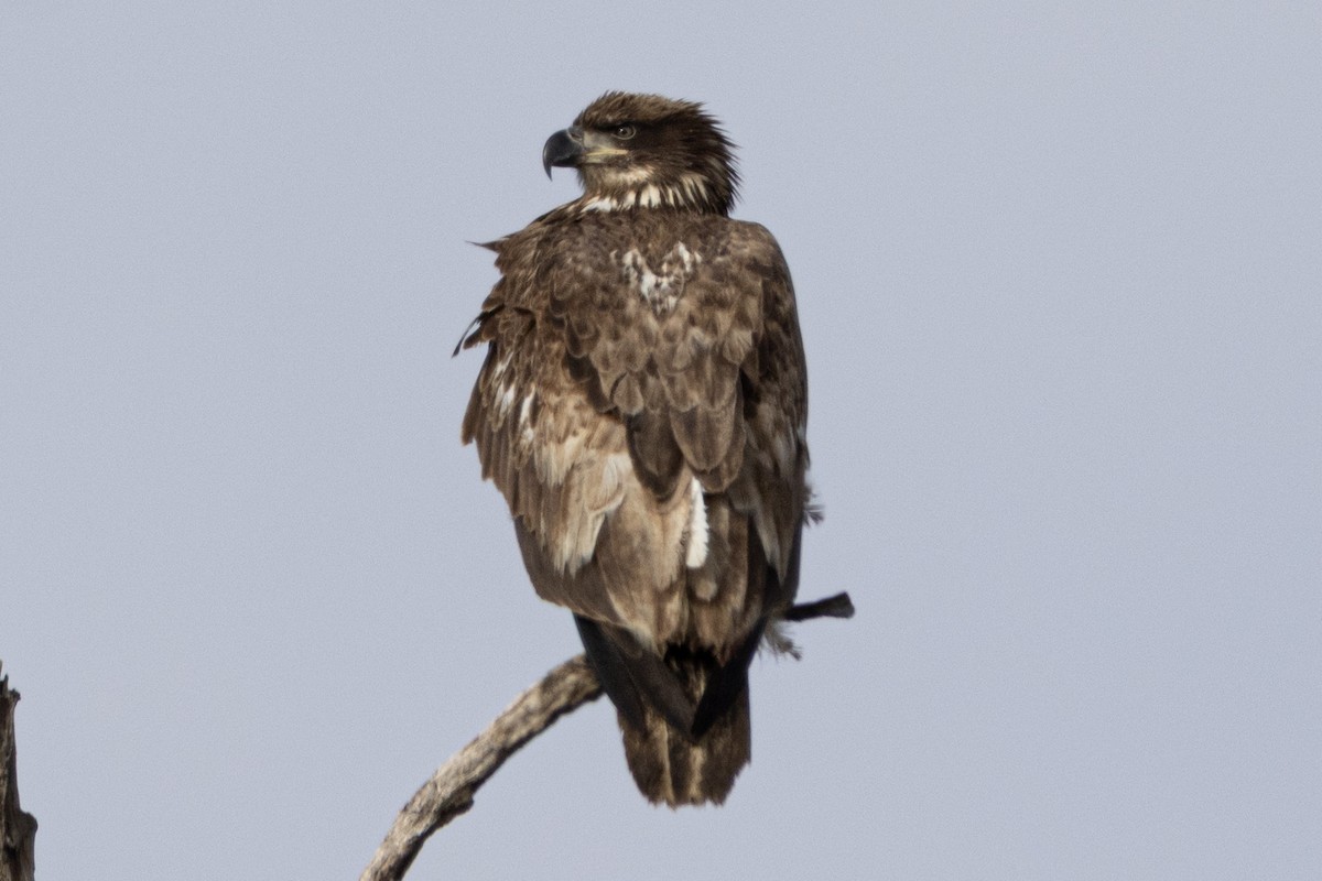 Bald Eagle - ML646799425