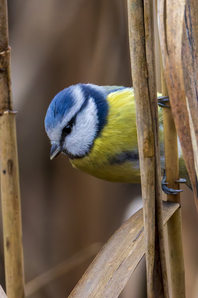 Eurasian Blue Tit - ML646799426