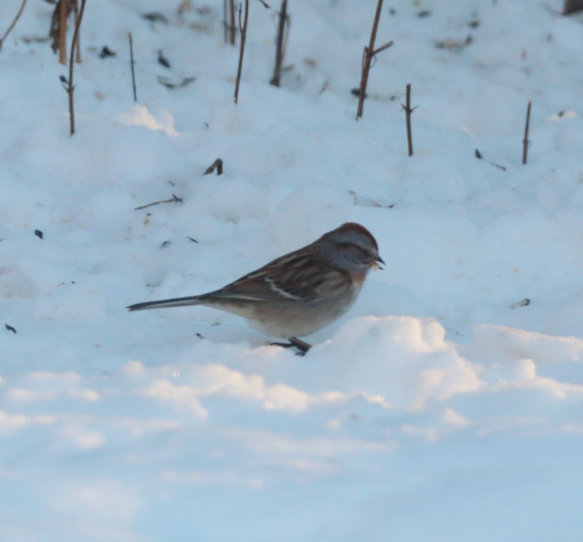American Tree Sparrow - ML646799428