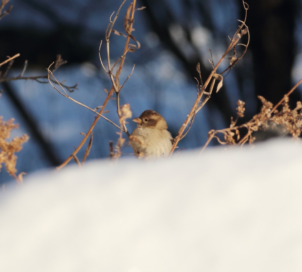 House Sparrow - ML646799429