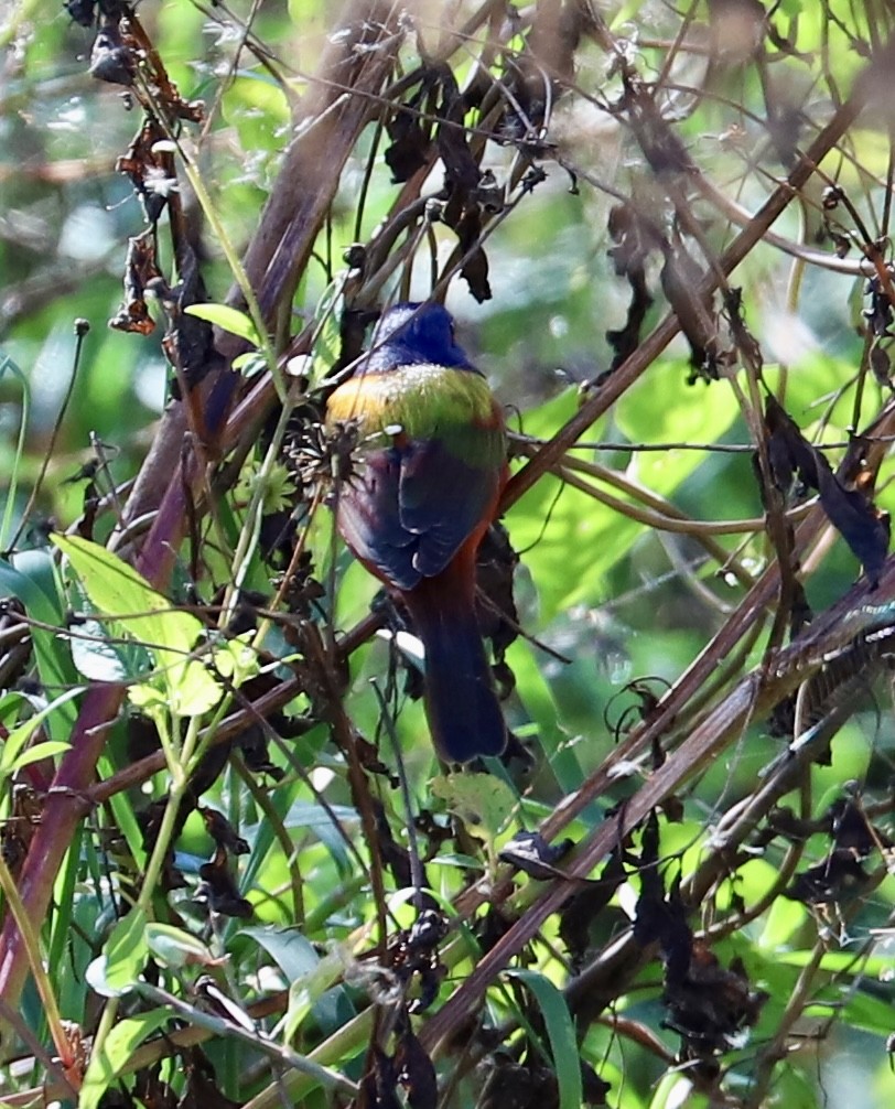 Painted Bunting - ML646799430