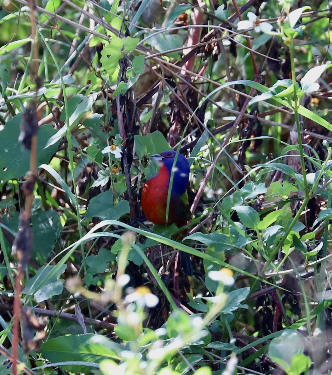 Painted Bunting - ML646799431