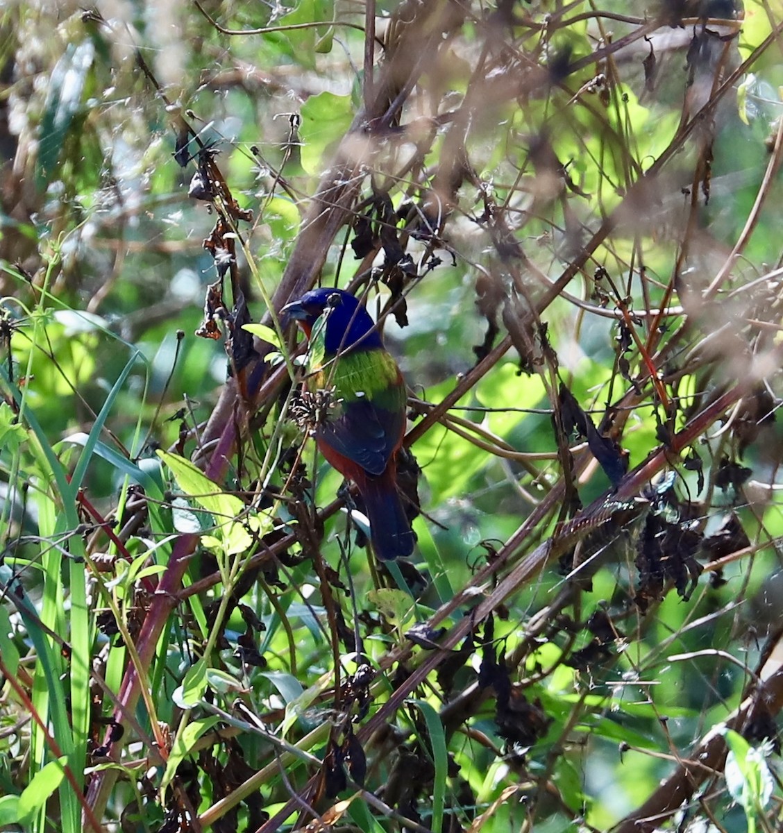 Painted Bunting - ML646799432