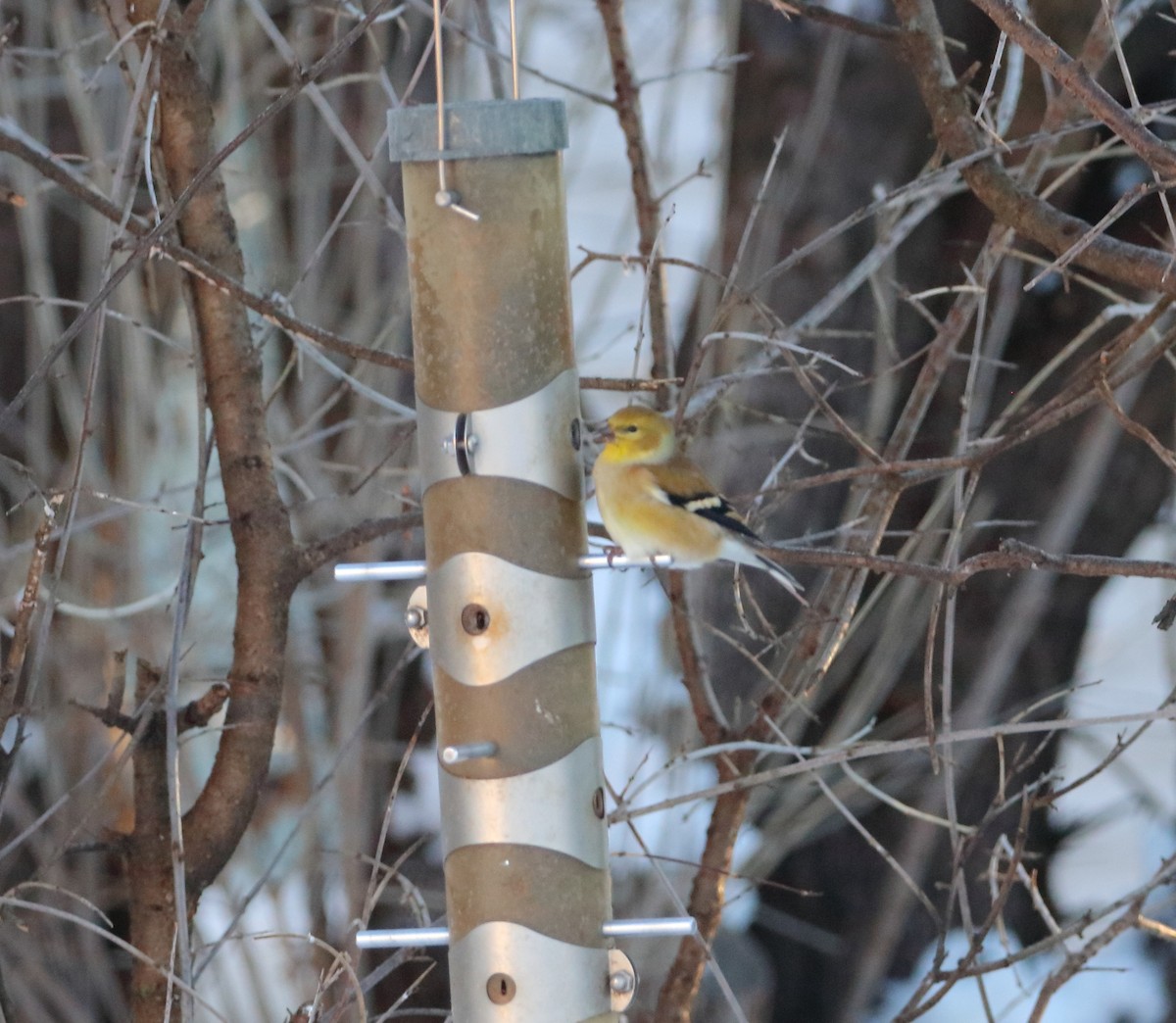 American Goldfinch - ML646799433