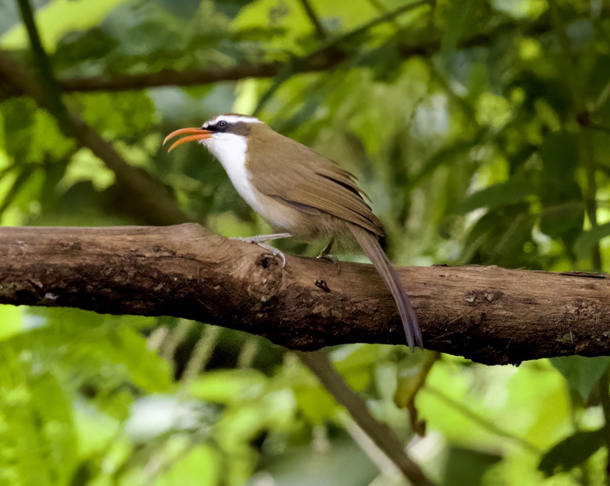 Red-billed Scimitar-Babbler - ML646799434