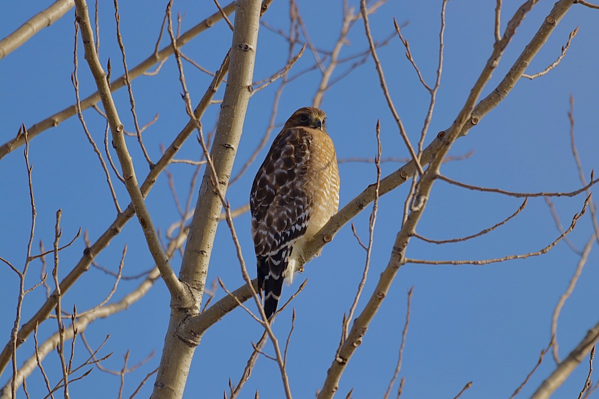 Red-shouldered Hawk - ML646799436