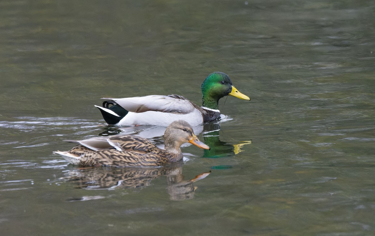 Basahatea - ML646799437