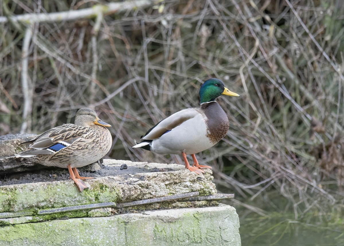 Basahatea - ML646799438