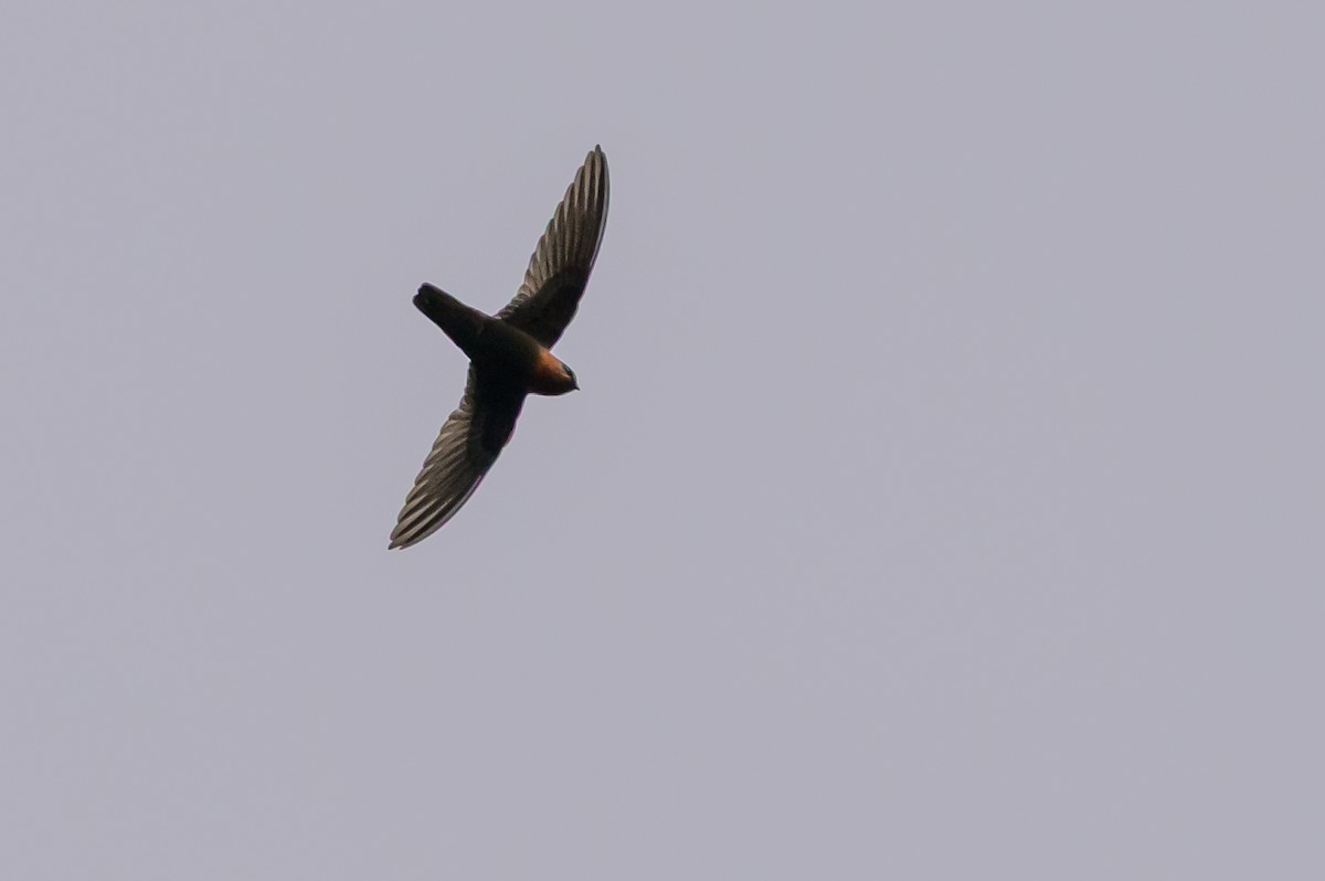 Chestnut-collared Swift - ML646799440