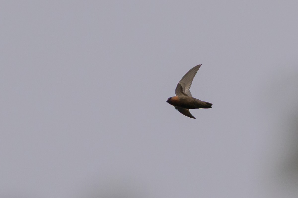 Chestnut-collared Swift - ML646799441