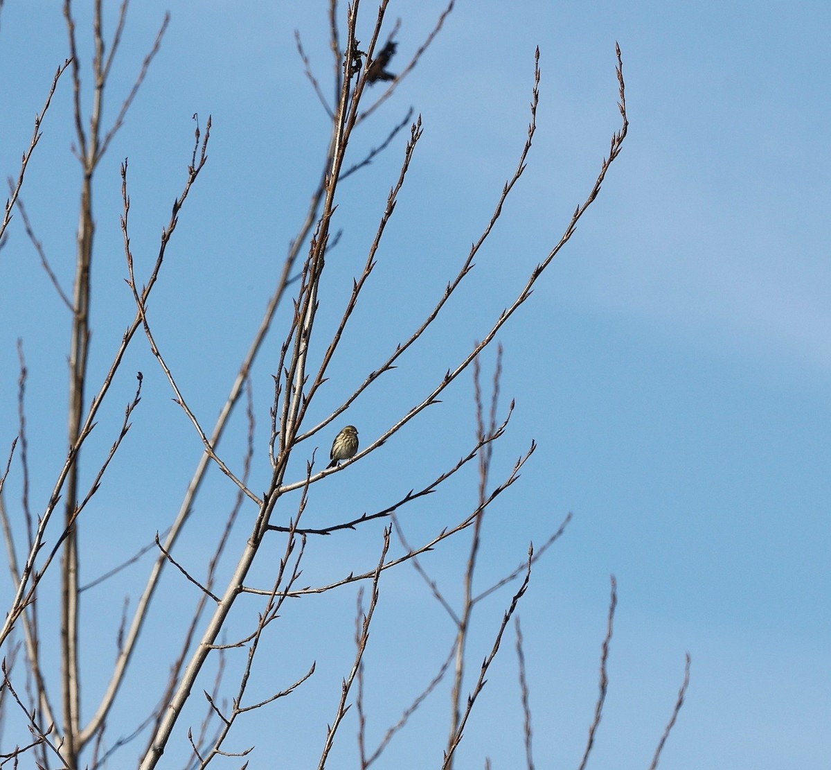 European Serin - ML646799444