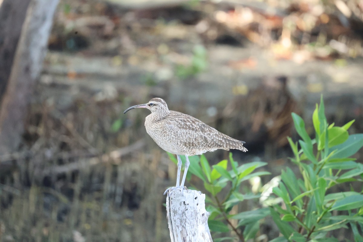Hudsonian Whimbrel - ML646799445