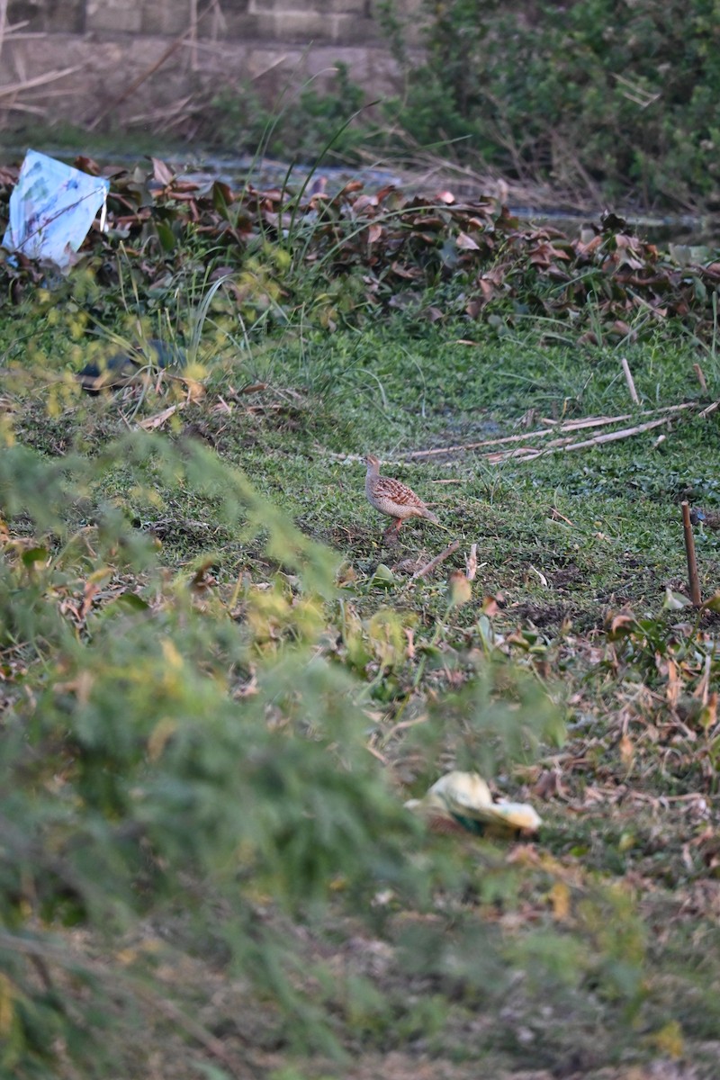 Gray Francolin - ML646799447
