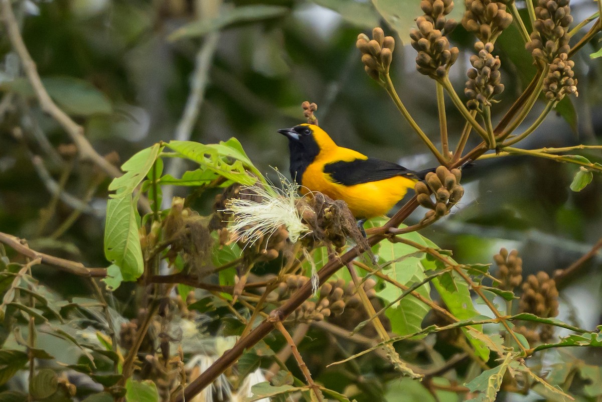 Yellow-backed Oriole - ML646799451