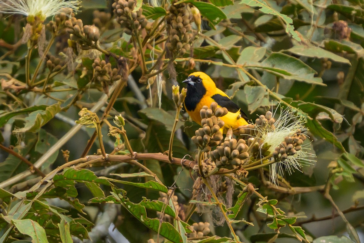 Yellow-backed Oriole - ML646799452