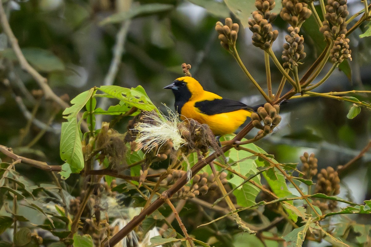 Yellow-backed Oriole - ML646799453