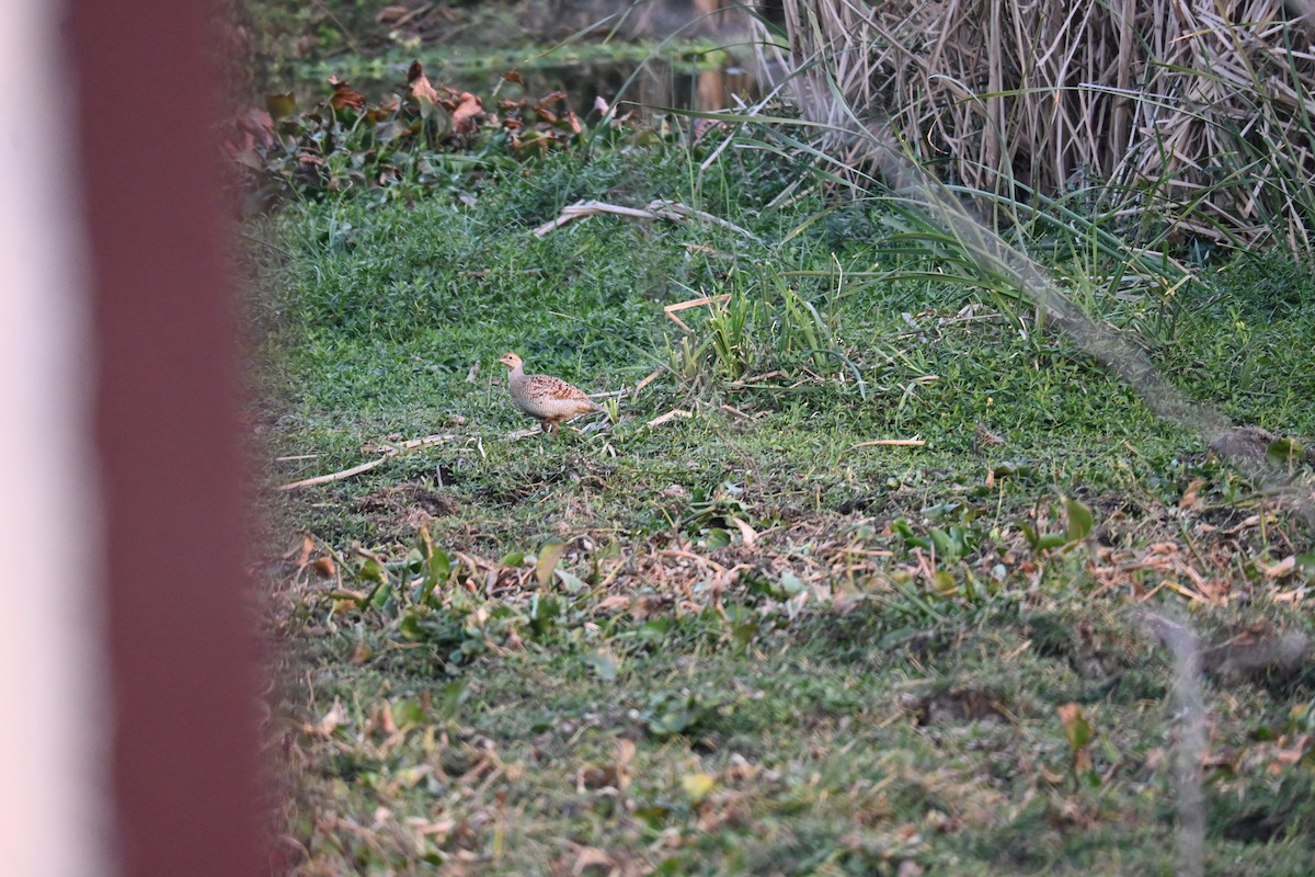 Gray Francolin - ML646799454