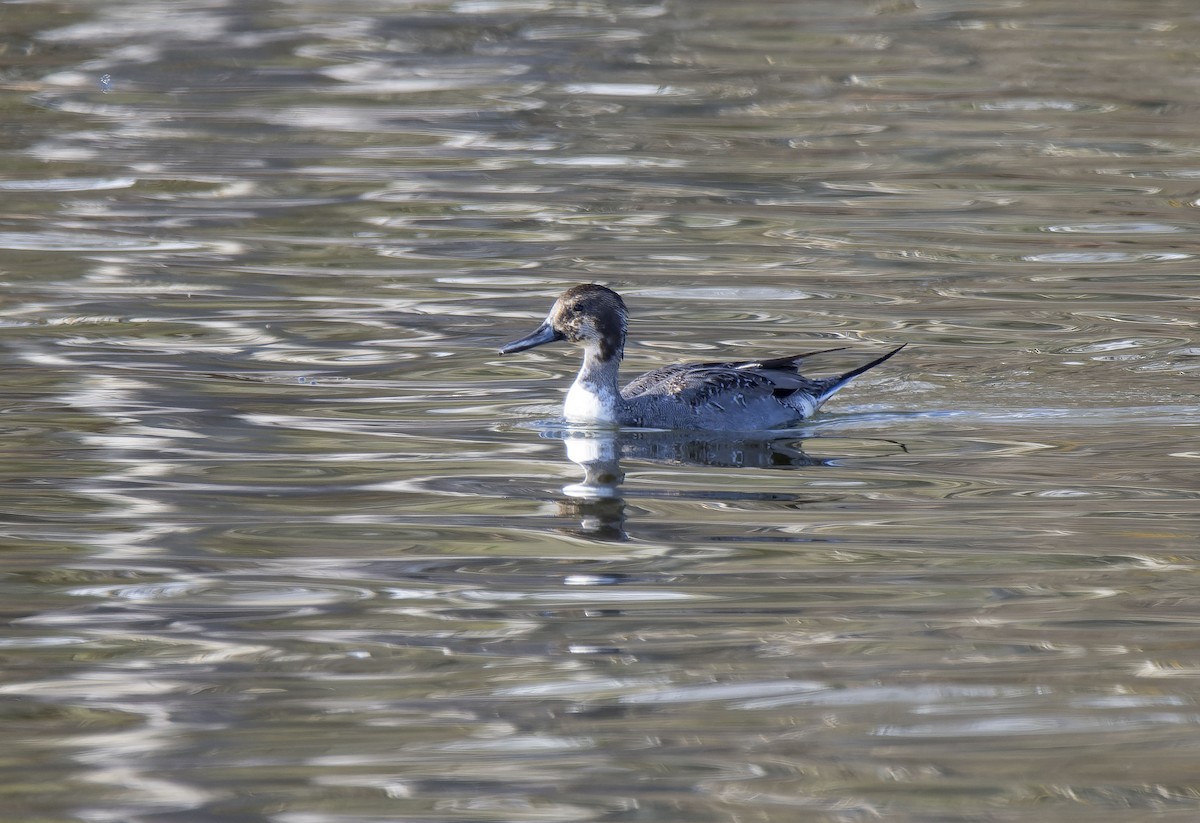 Ahate buztanluzea - ML646799455