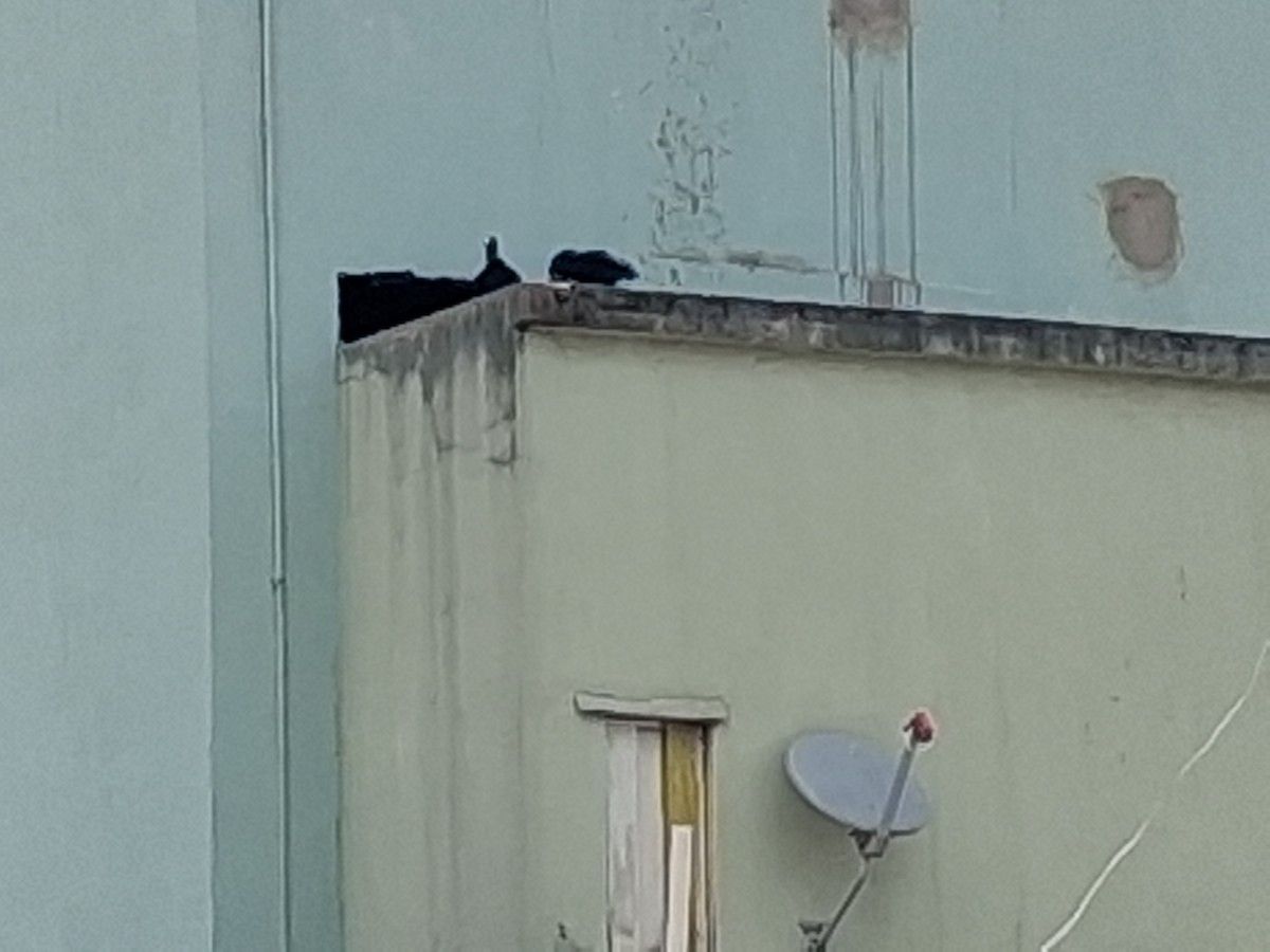 Black Vulture - ML646799456