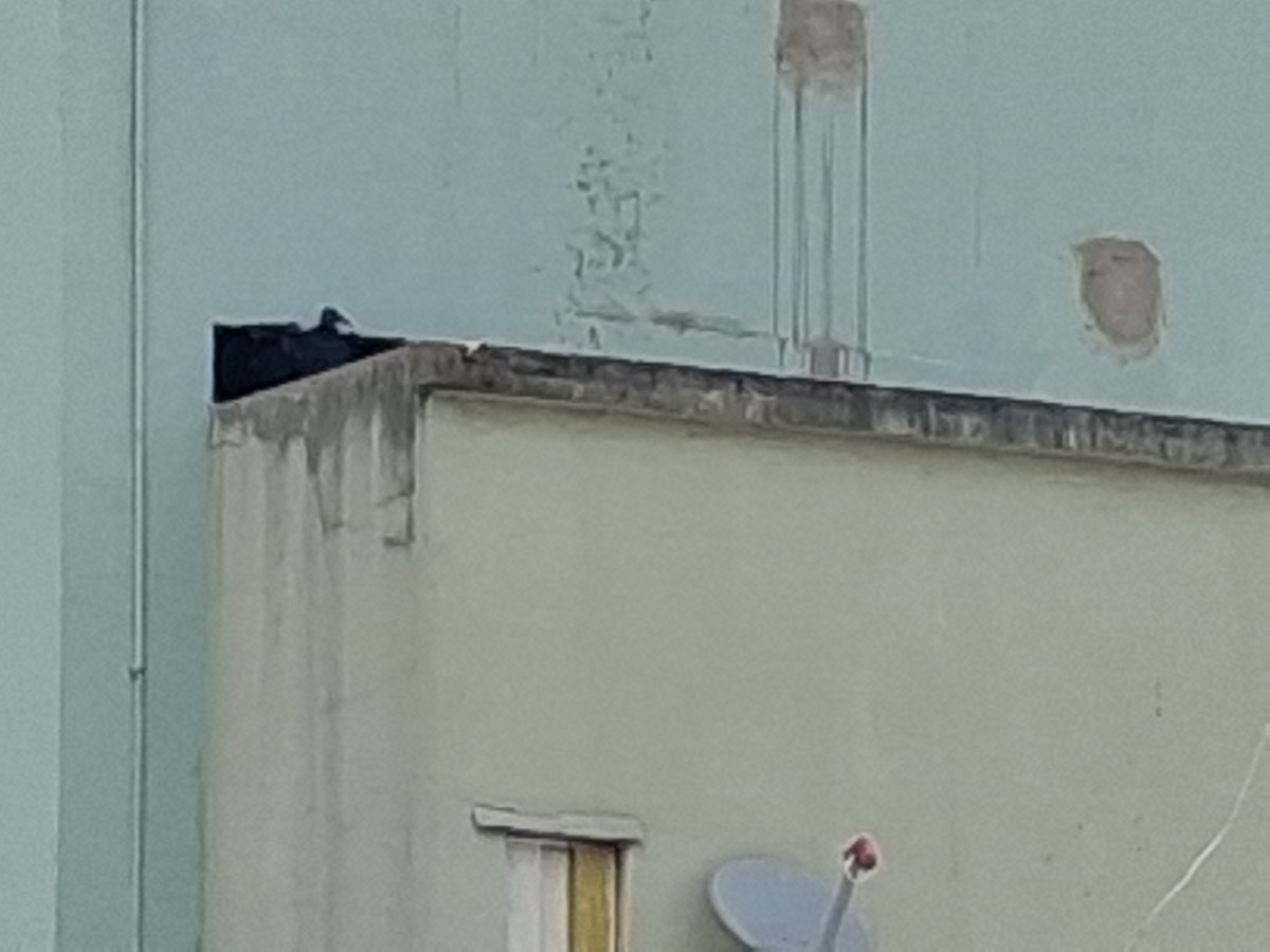 Black Vulture - ML646799457