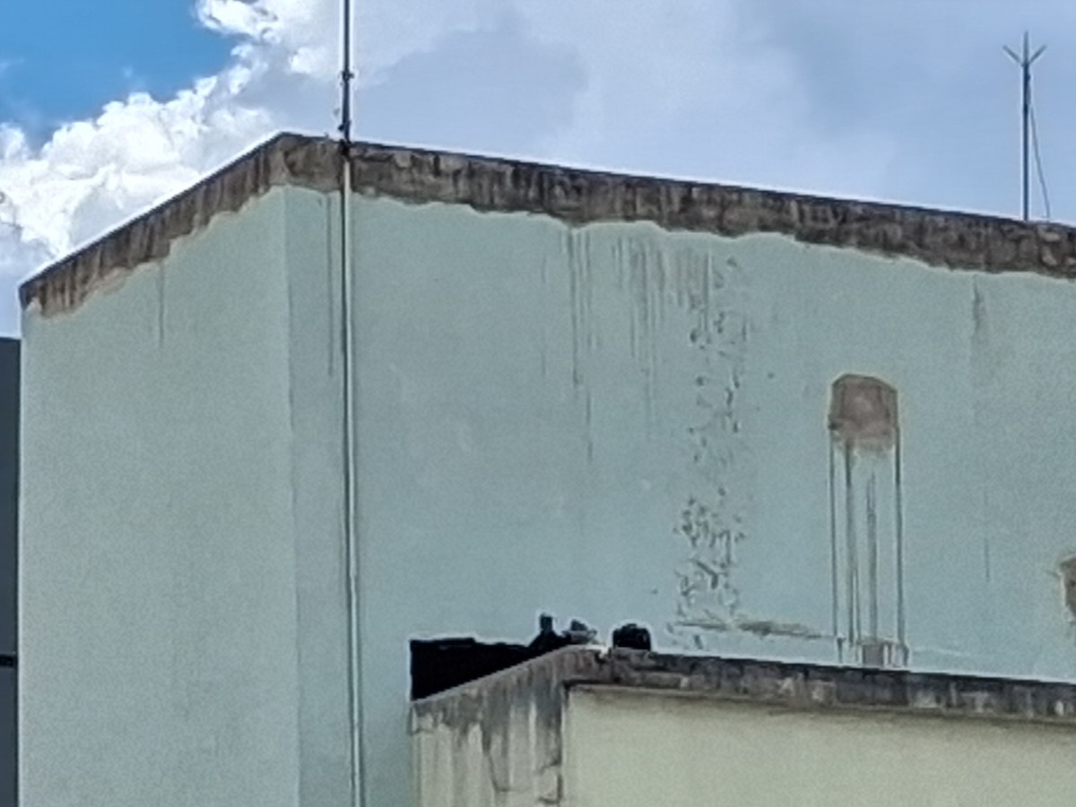 Black Vulture - ML646799458