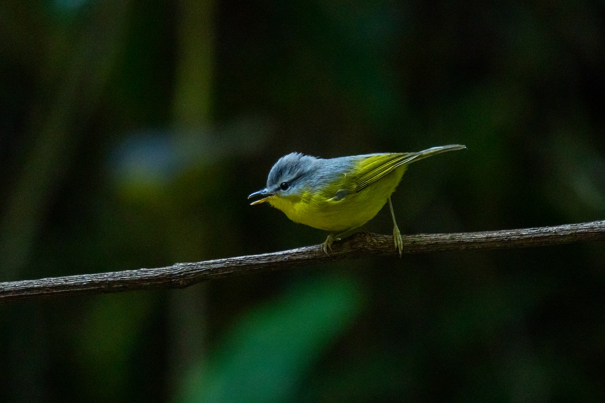 Gray-hooded Warbler - ML646799464