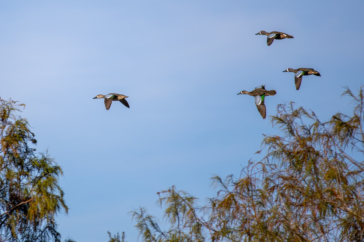 ミカヅキシマアジ - ML646799465