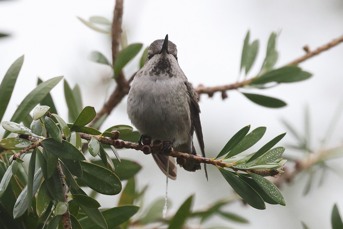 Рубиновый калипсо - ML646799466