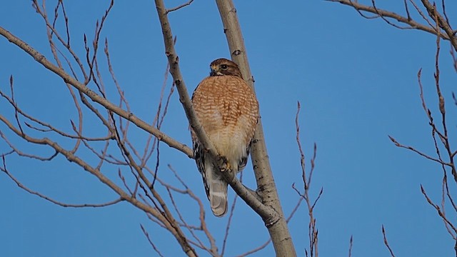 káně páskovaná - ML646799471