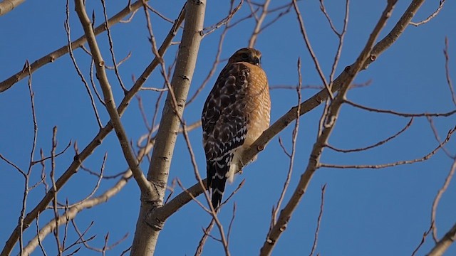 káně páskovaná - ML646799472