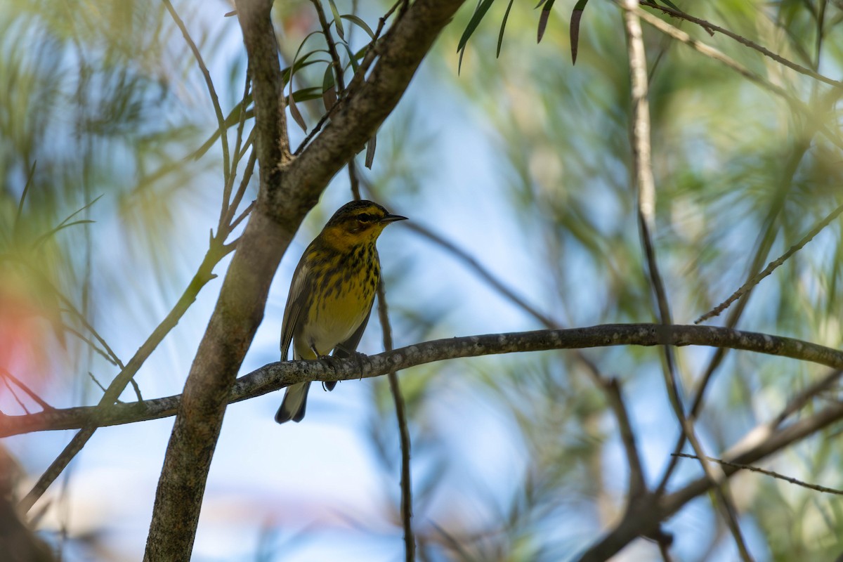 Cape May Warbler - ML646799473