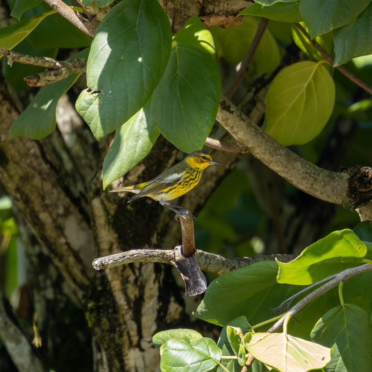 Cape May Warbler - ML646799474