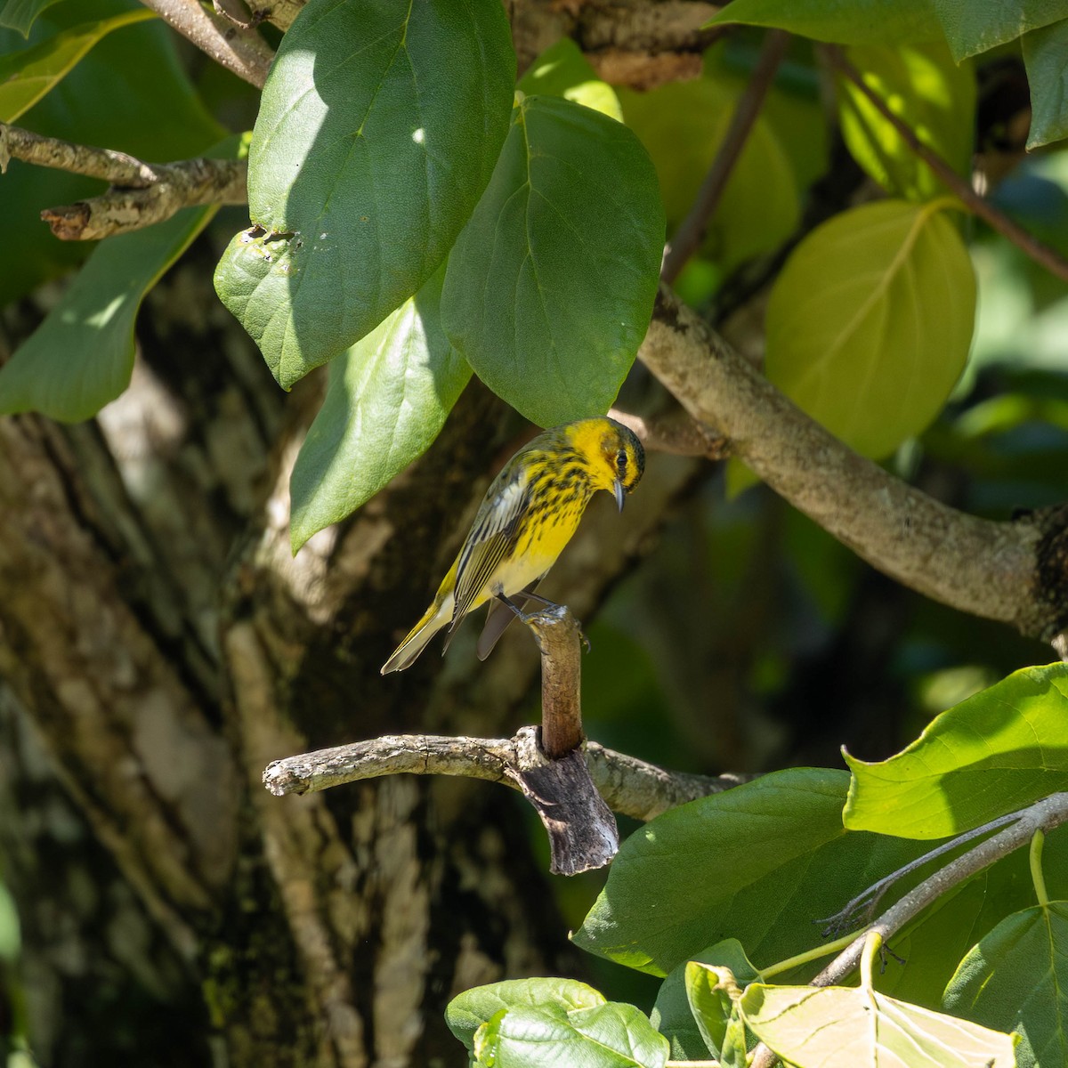 Cape May Warbler - ML646799475