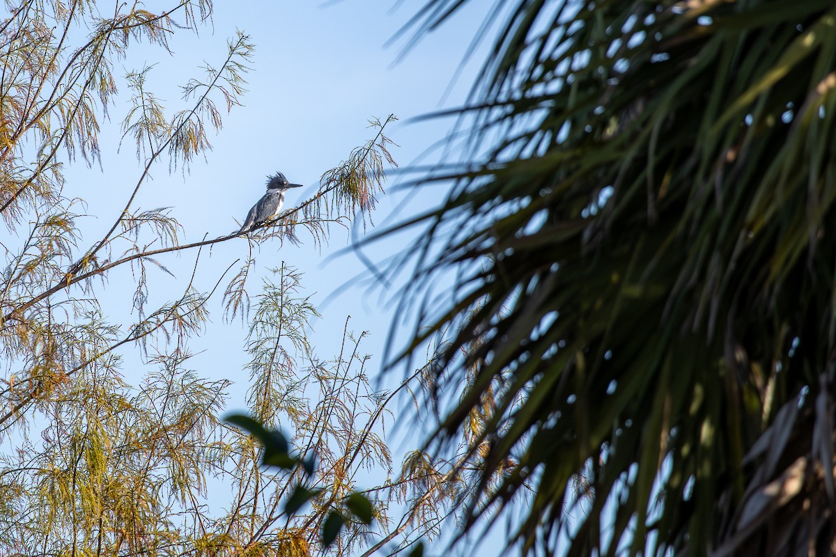 アメリカヤマセミ - ML646799476