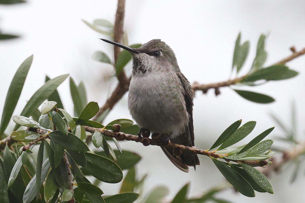 Рубиновый калипсо - ML646799478