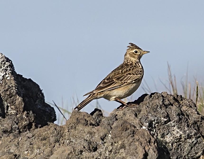 ヒバリ - ML646799480