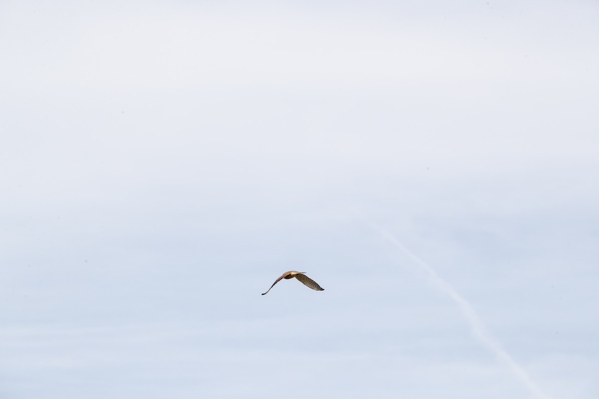 Eurasian Kestrel - ML646799481