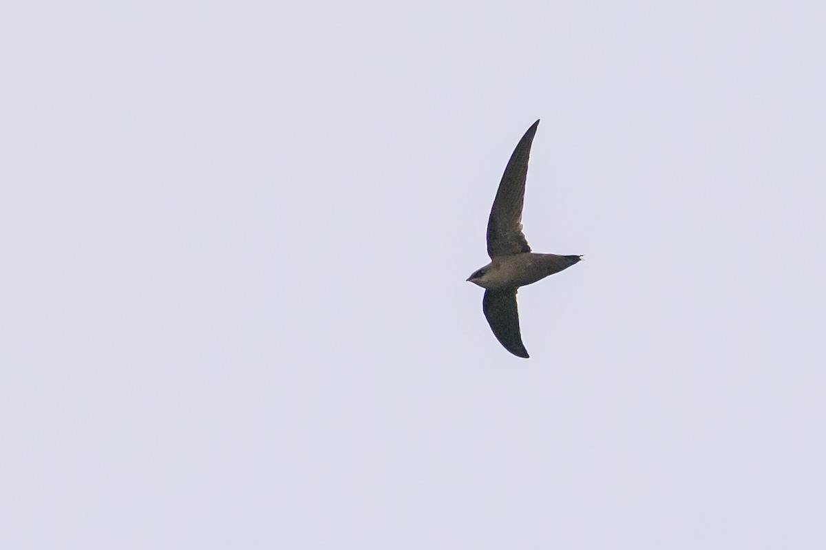 Chimney Swift - ML646799485