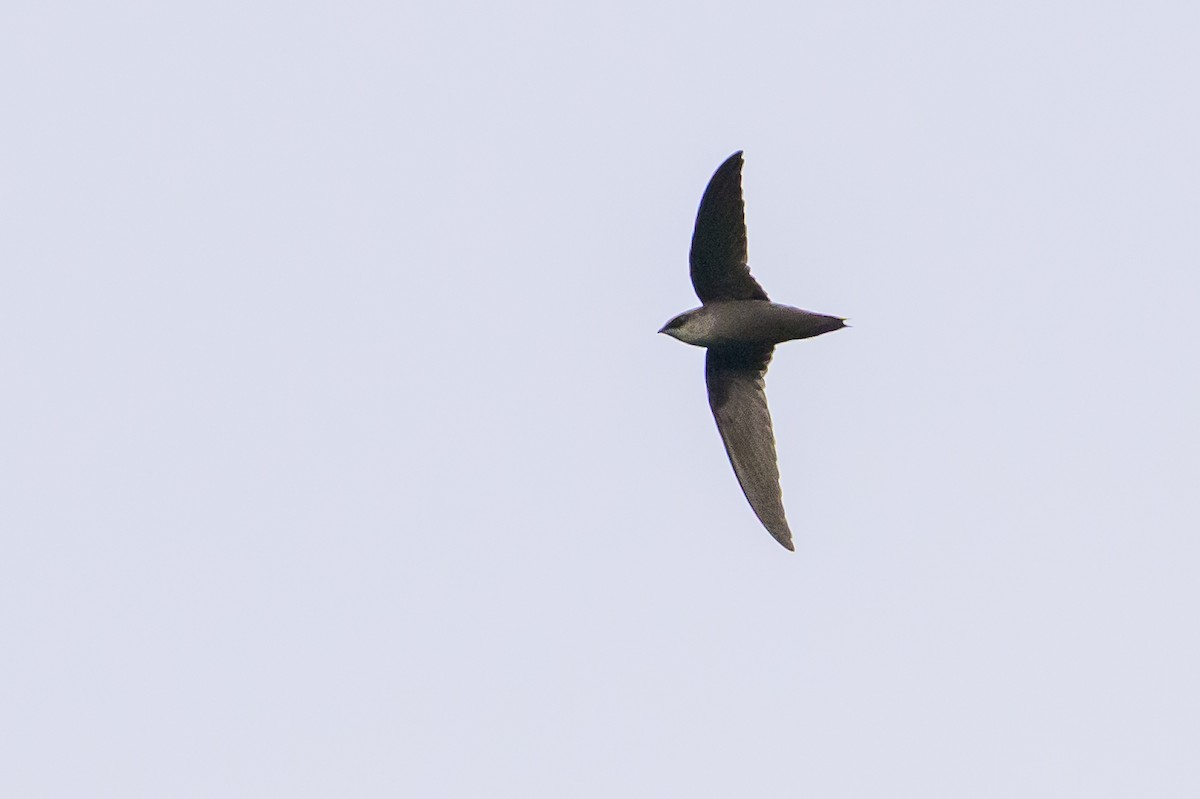Chimney Swift - ML646799486