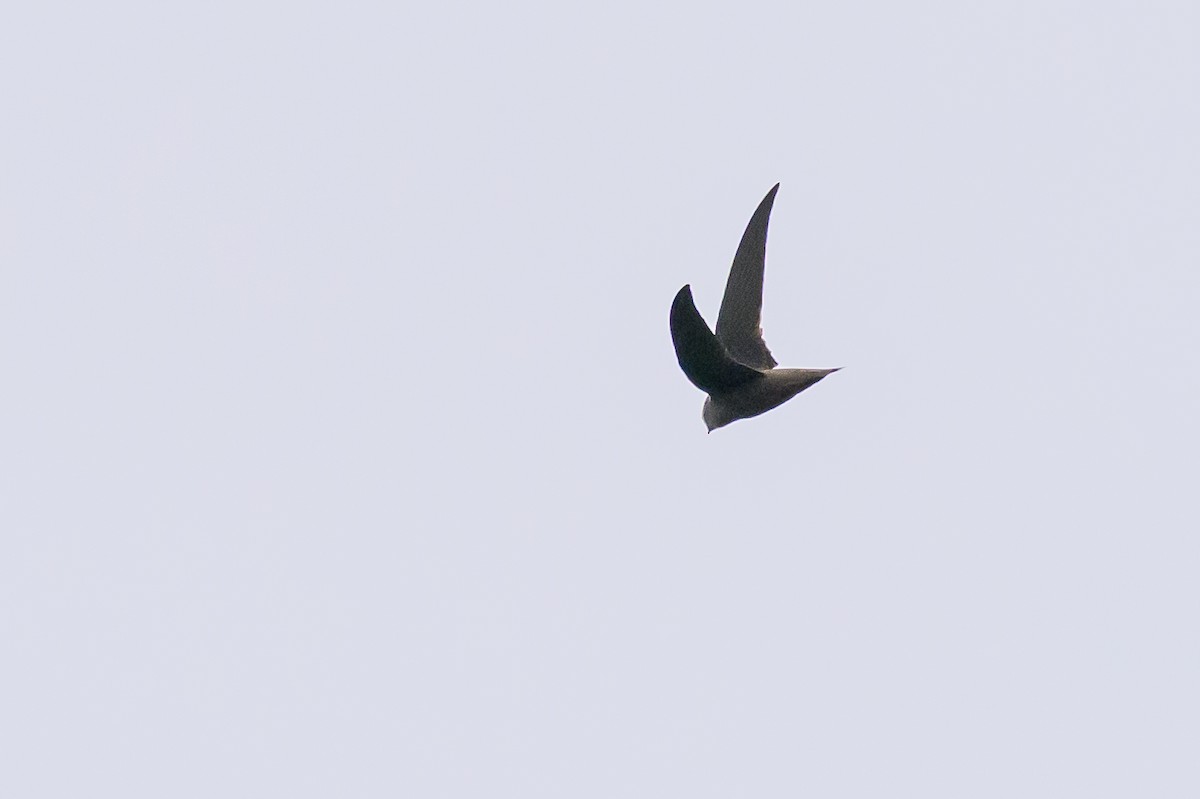 Chimney Swift - ML646799487