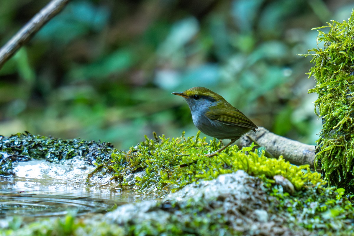 Gray-bellied Tesia - ML646799490