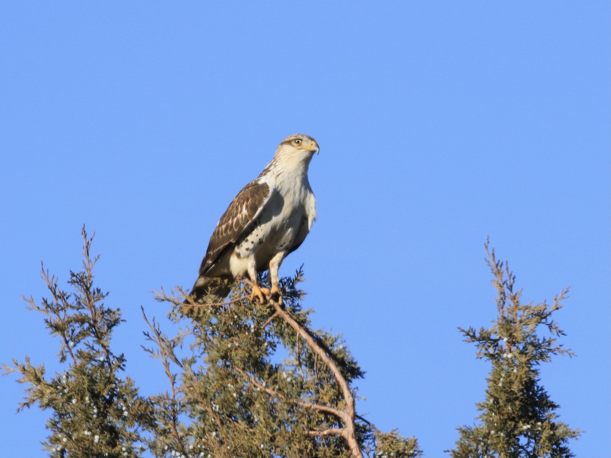 Ferruginous Hawk - ML646799491