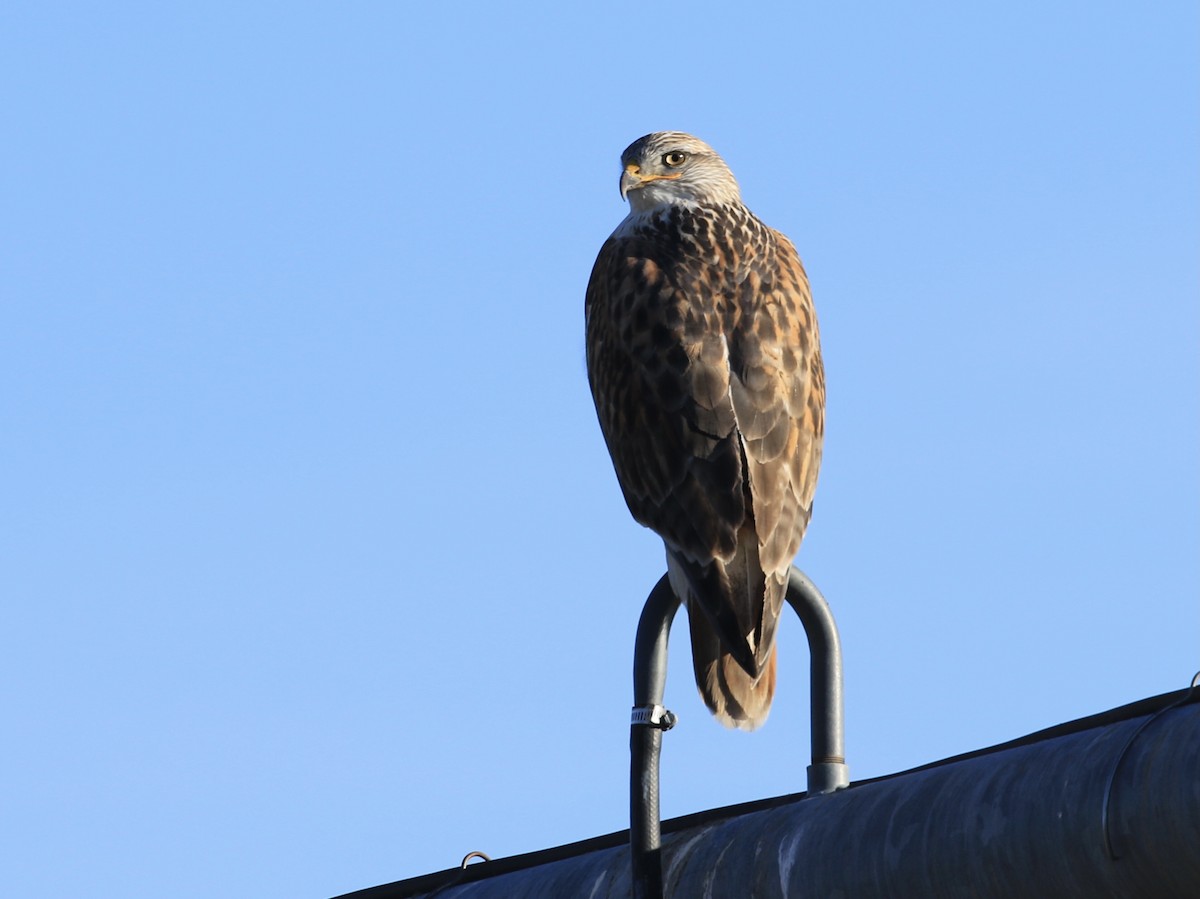 Ferruginous Hawk - ML646799492