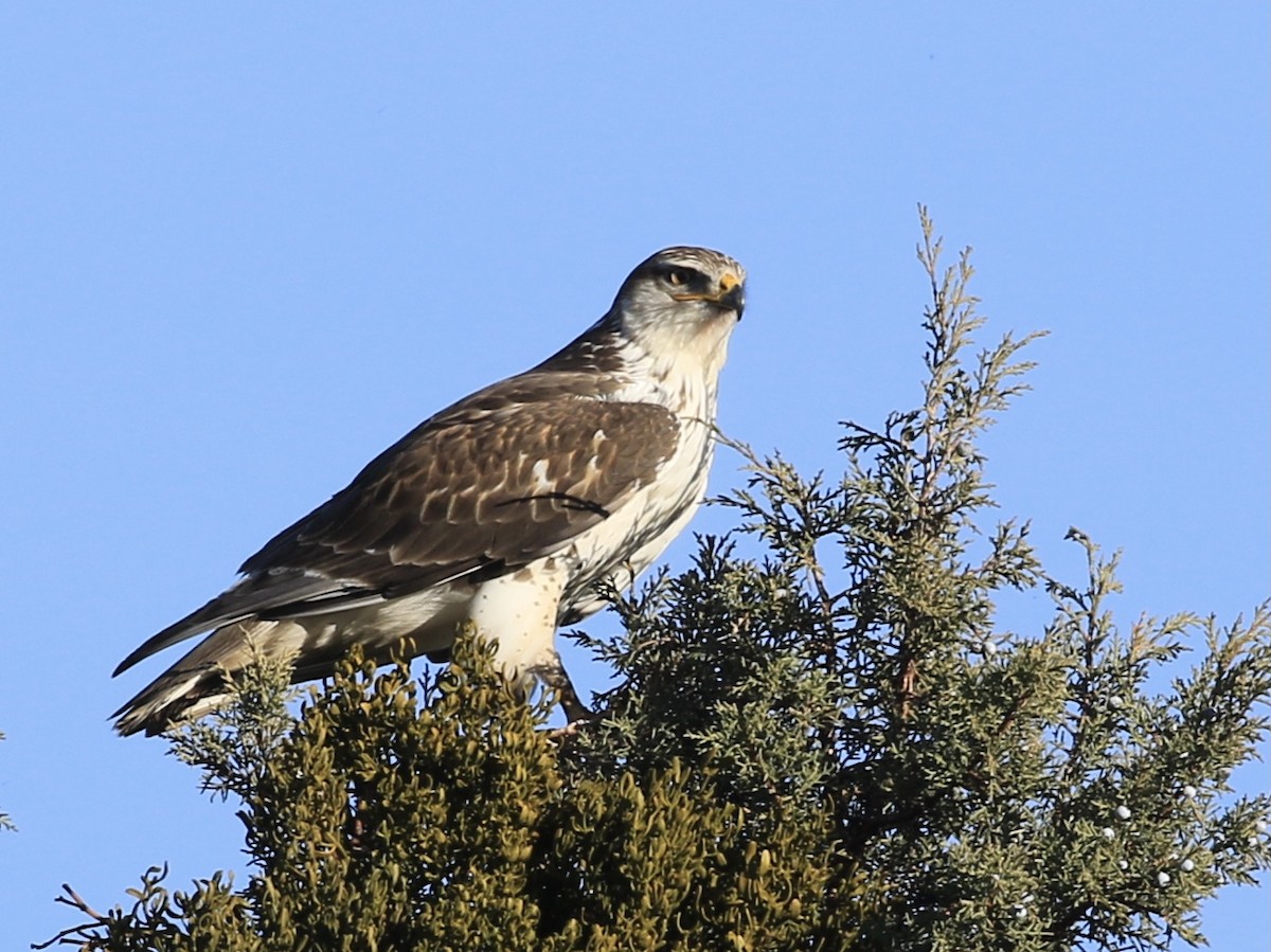 Ferruginous Hawk - ML646799493
