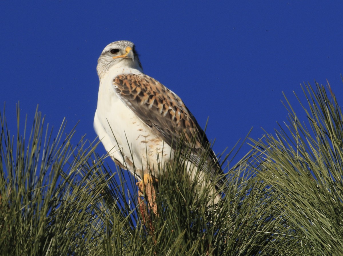 Ferruginous Hawk - ML646799494