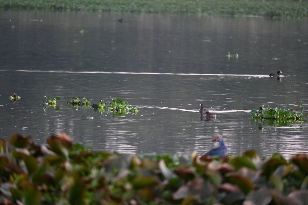 Хурган шунгуур - ML646799495