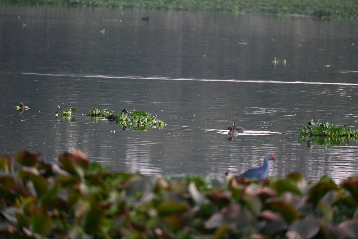 Хурган шунгуур - ML646799496