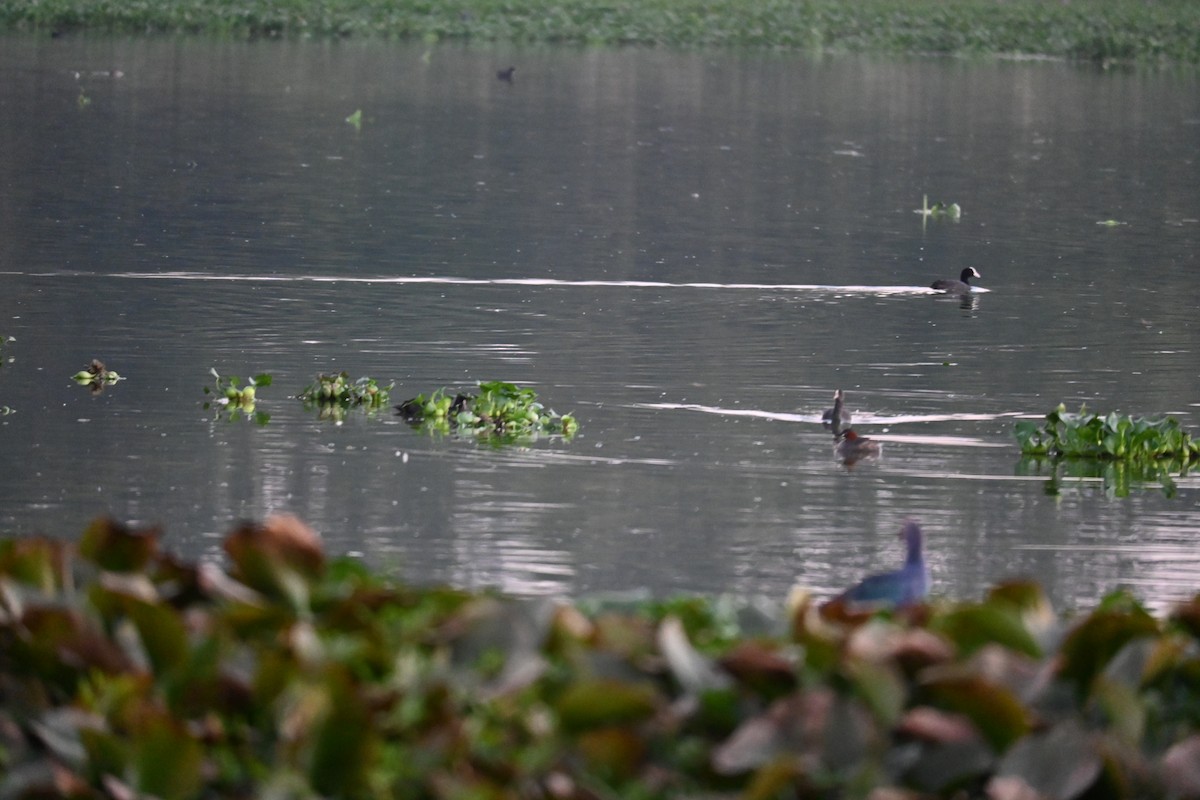 Хурган шунгуур - ML646799497